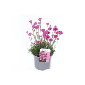Armeria maritima Splendens