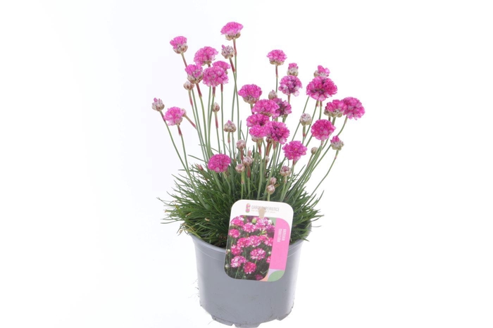 <h4>Armeria maritima Splendens</h4>