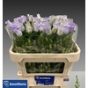 Campanula Cham Lavender