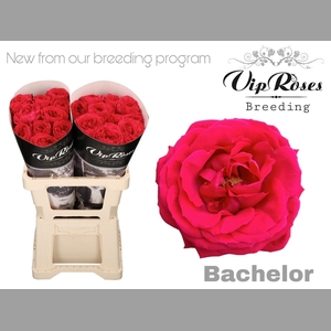 R GR BACHELOR x20
