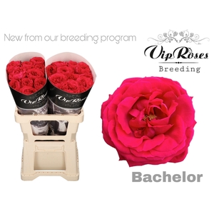 R GR BACHELOR x20