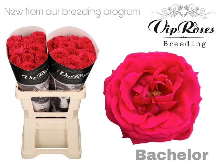 <h4>R GR BACHELOR x20</h4>