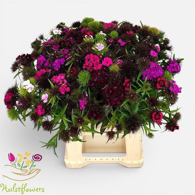 <h4>Di Barb Gem Per Bos 50 Cm</h4>