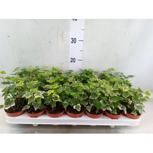 Hedera helix 'White Wonder'
