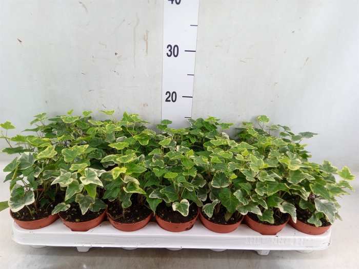 <h4>Hedera helix 'White Wonder'</h4>