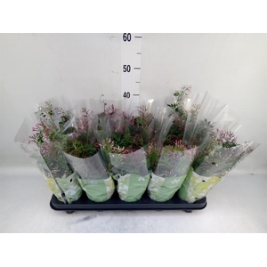 Jasminum polyanthum ...rose