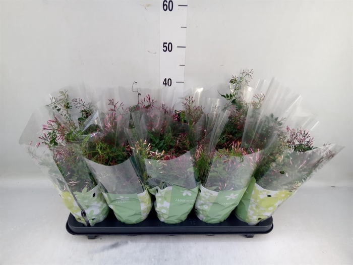 <h4>Jasminum polyanthum ...rose</h4>