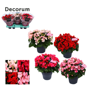 Begonia Eliator Grp enkelbloemig Betulia gemengd