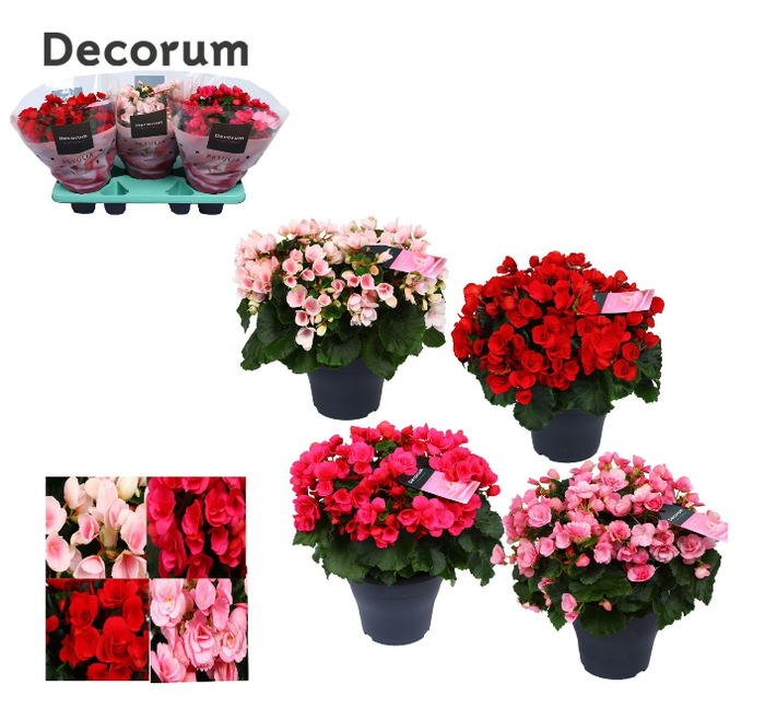 <h4>Begonia Eliator Grp enkelbloemig Betulia gemengd</h4>