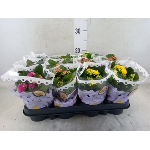 Kalanchoe blos.   ..rosebud mix  5