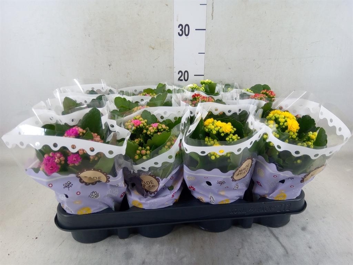 <h4>Kalanchoe blos.   ..rosebud mix  5</h4>