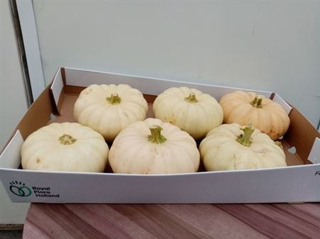 <h4>Cucurbita Ov</h4>