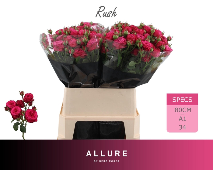 <h4>R TR RUSH</h4>