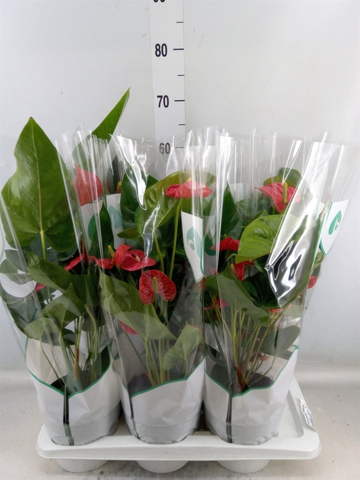 <h4>Anthurium andr. 'Madural'</h4>