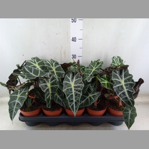 Alocasia amazonica 'Polly'