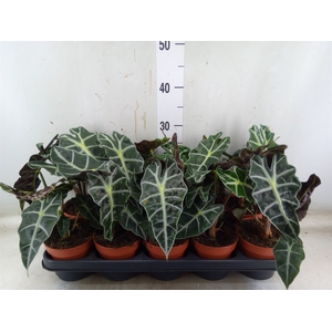 Alocasia amazonica 'Polly'