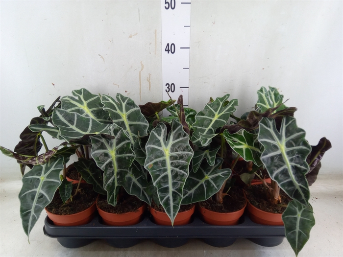 <h4>Alocasia amazonica 'Polly'</h4>