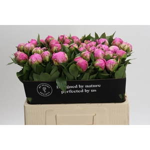 Paeonia Dr Alexander Fleming