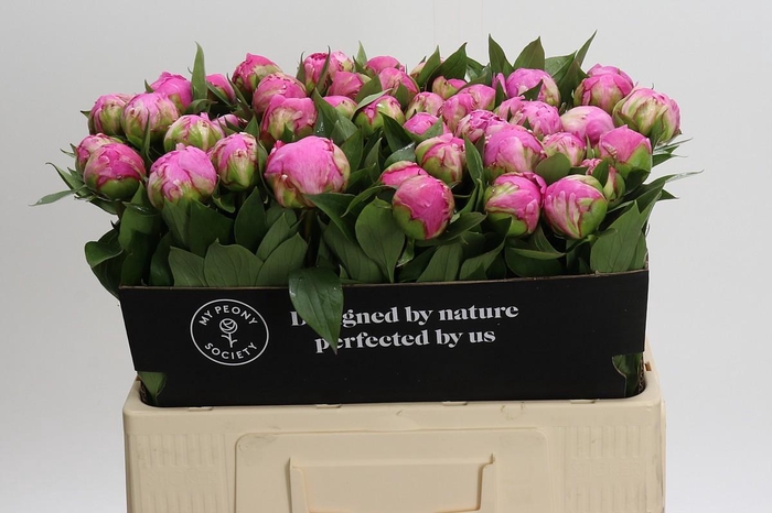 <h4>Paeonia Dr Alexander Fleming</h4>