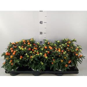 Solanum pseudocapsicum