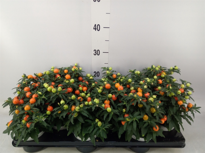 <h4>Solanum pseudocapsicum</h4>