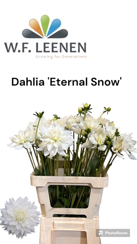 <h4>Dahlia 'eternal Snow'</h4>