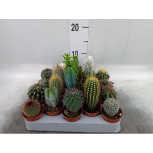 Cactus   ...mix