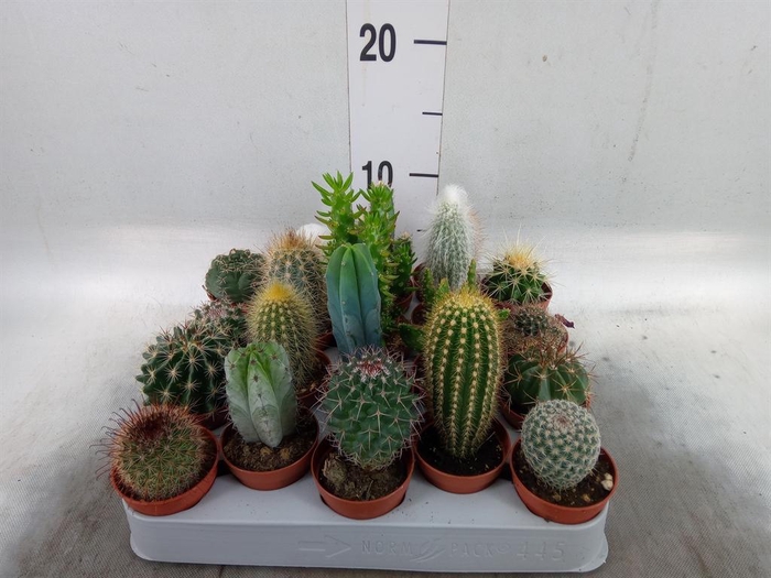 <h4>Cactus ...mix</h4>