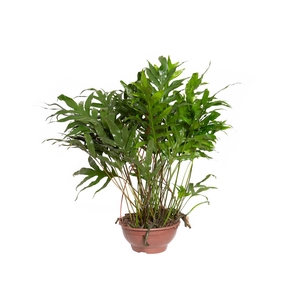 SAMAMBAIA JAMAICA C24