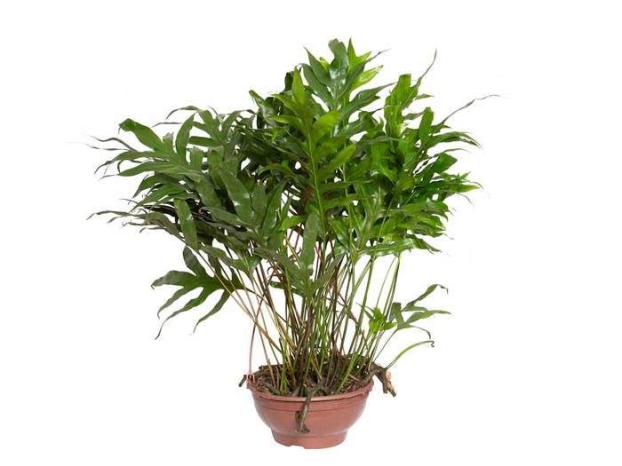 SAMAMBAIA JAMAICA C24