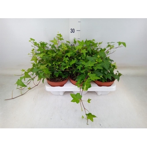 Hedera helix 'Pittsburgh'