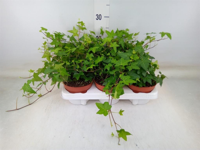 <h4>Hedera helix 'Pittsburgh'</h4>