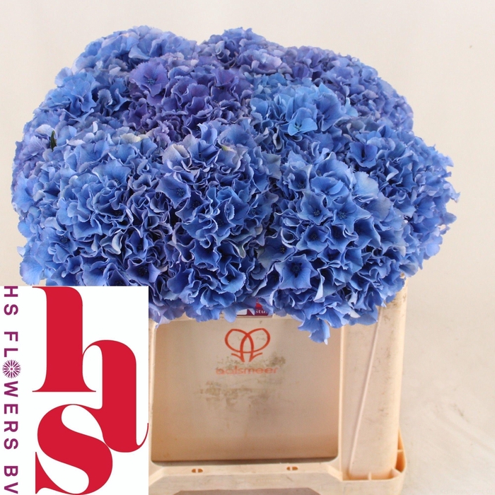 <h4>HYDR M ROYAL PARADE</h4>