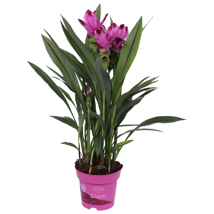 <h4>Curcuma Siam Splash 14 cm 4+ bloem</h4>