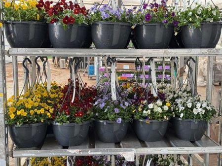 <h4>Vio Co End Gem</h4>