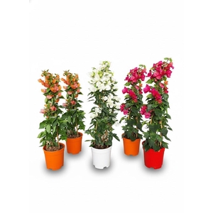 Bougainvillea overig
