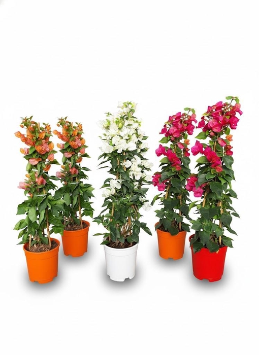 <h4>Bougainvillea overig</h4>