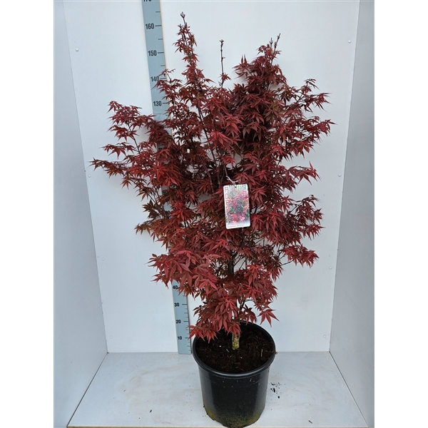 <h4>Acer palmatum 'Skeeters Broom'</h4>