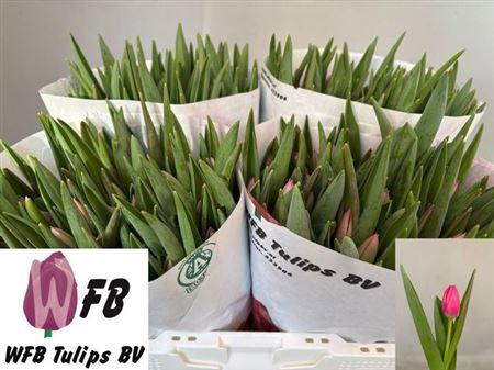 <h4>Tu En Pink Ardour</h4>