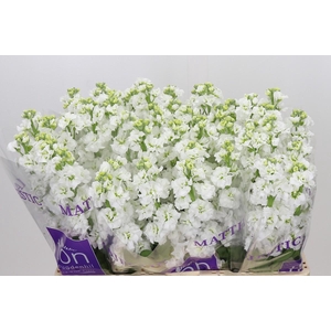 Matthiola incana StoX White