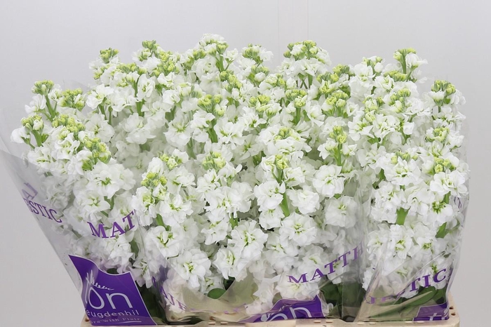 <h4>Matthiola incana StoX White</h4>