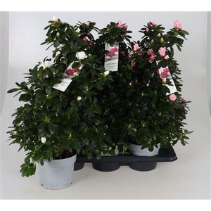 Rhodo Si Gemengd Pyramide