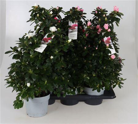 <h4>Rhodo Si Gemengd Pyramide</h4>