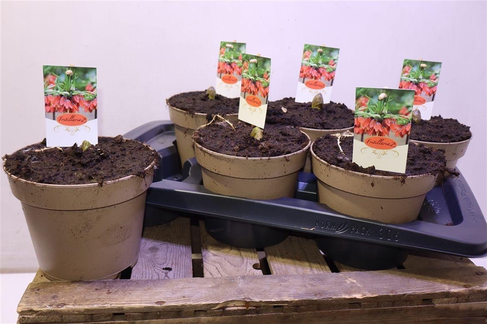 <h4>Frit Imp Aurora</h4>