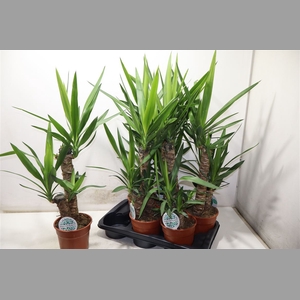 Yucca