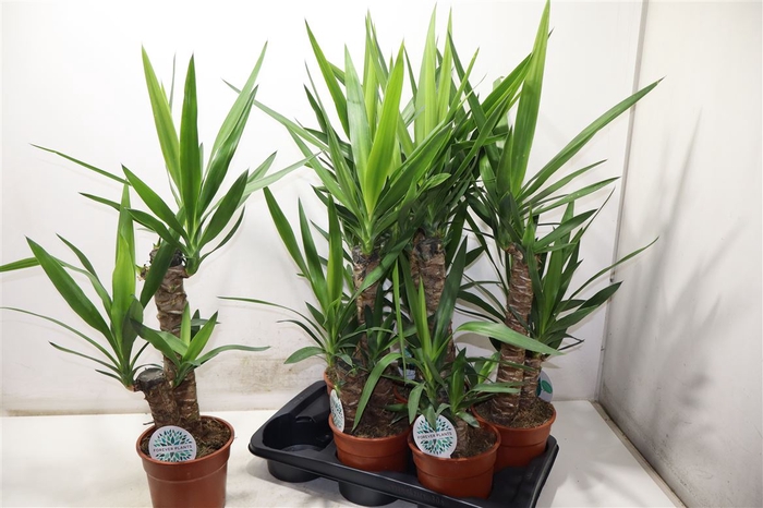 <h4>Yucca</h4>