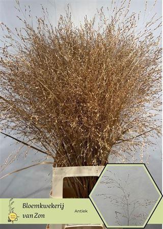 <h4>Siergras Antiek</h4>