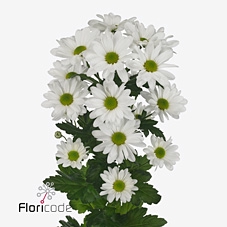 <h4>Chrys sp kennedy</h4>