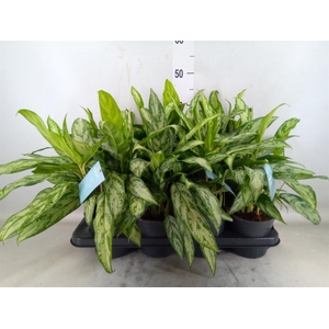 Aglaonema  'Silver Queen Compact'