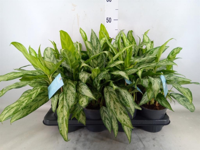 <h4>Aglaonema  'Silver Queen Compact'</h4>